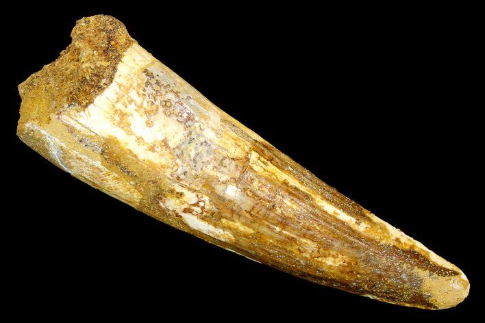 Bargain, Spinosaurus Tooth - Real Dinosaur Tooth #178543